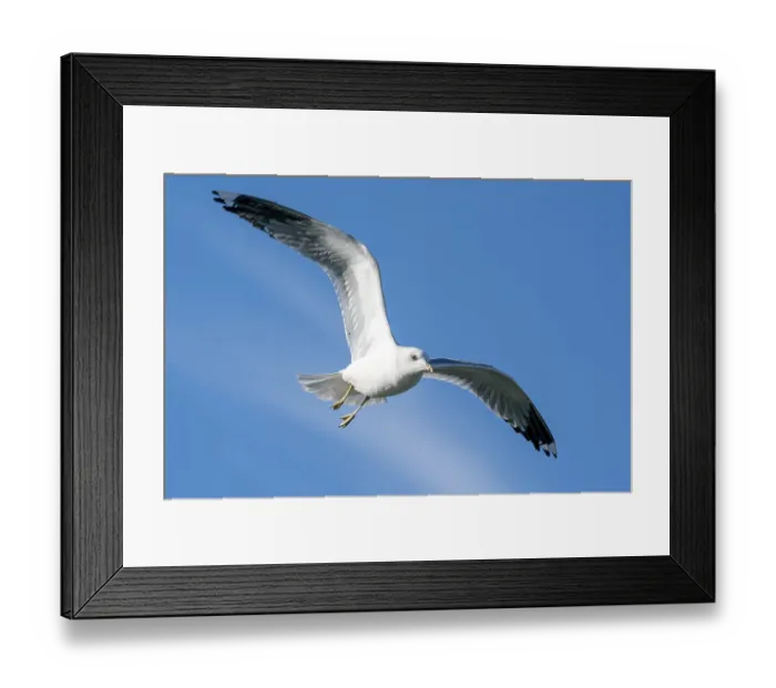 Framed Print : Black-headed gull (Larus ridibundus) in flight