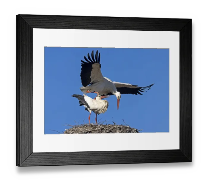 Framed Print : White stork (Ciconia ciconia) mating on the nest