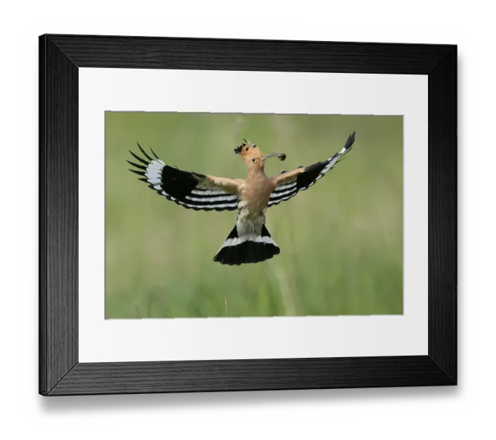 Framed Print : Hoopoe (Upupa epops) in flight with food Framed Print : Hoopoe (Upupa epops) in flight with food