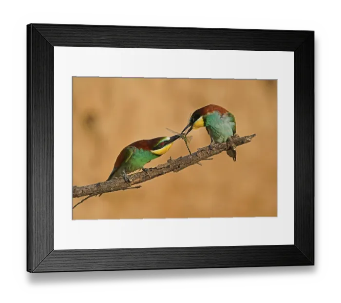 Framed Print : Bee-eater (Merops apiaster) sitting with insect on a branch Framed Print : Bee-eater (Merops apiaster) sitting with insect on a branch