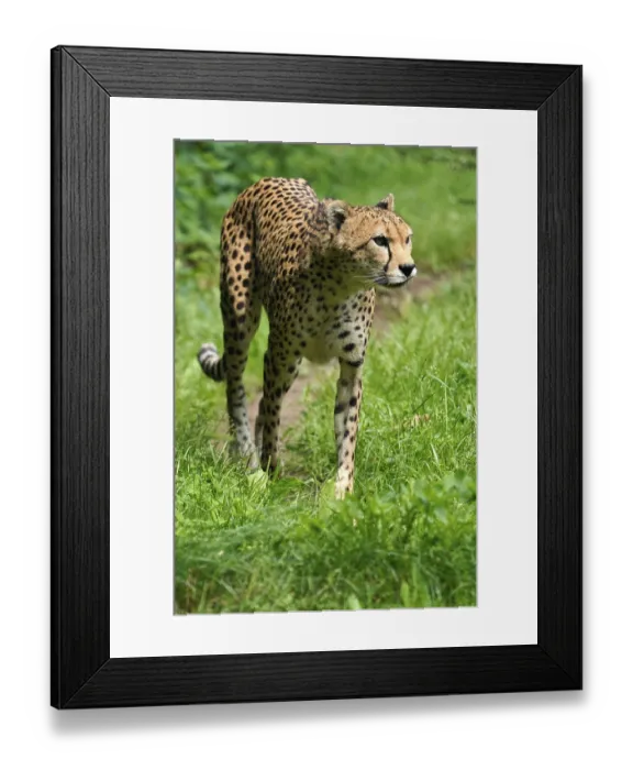 Framed Print : Sudan cheetah (Acinonyx jubatus soemmeringii)