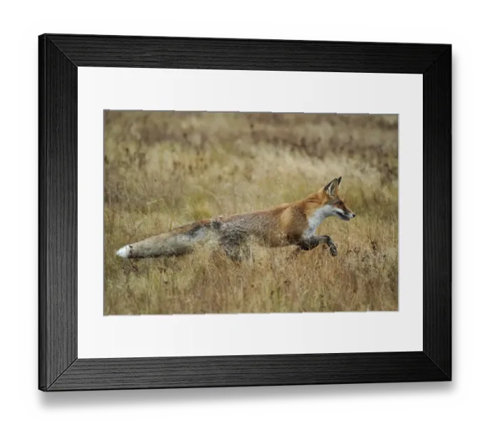 Framed Print : Red fox (Vulpes vulpes) running in a meadow