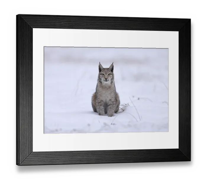 Framed Print : Eurasian lynx (Lynx lynx) sitting on a snowy meadow