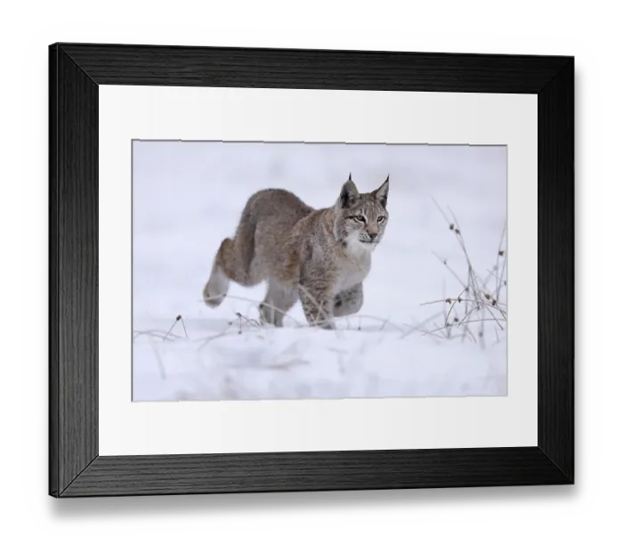 Framed Print : Eurasian lynx (Lynx lynx) running in a snowy meadow