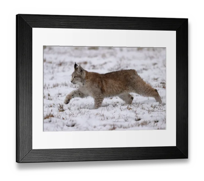 Framed Print : Eurasian lynx (Lynx lynx) in a snowy meadow