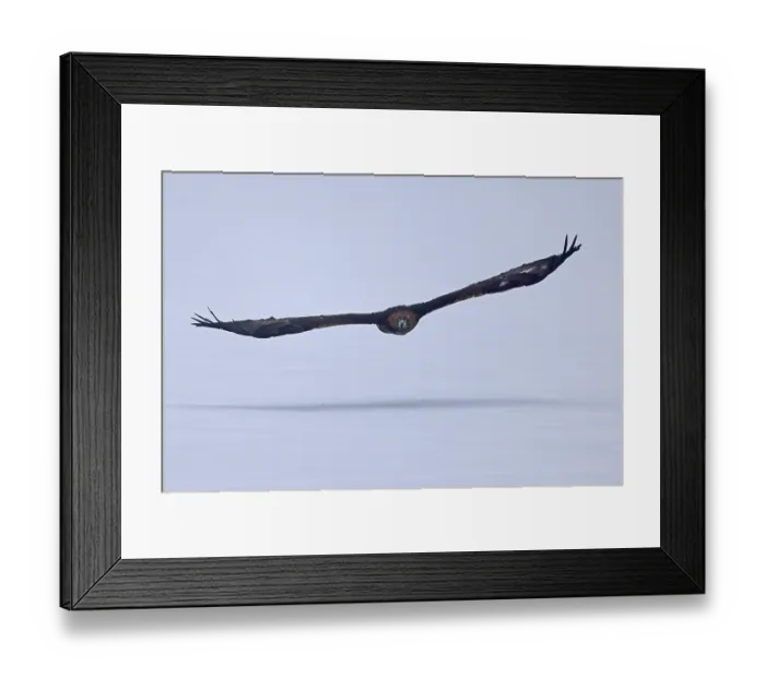 Framed Print : Golden eagle (Aquila chrysaetos) flies Framed Print : Golden eagle (Aquila chrysaetos) flies