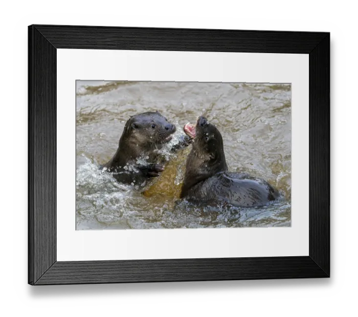 Framed Print : Two young european otter (Lutra lutra)