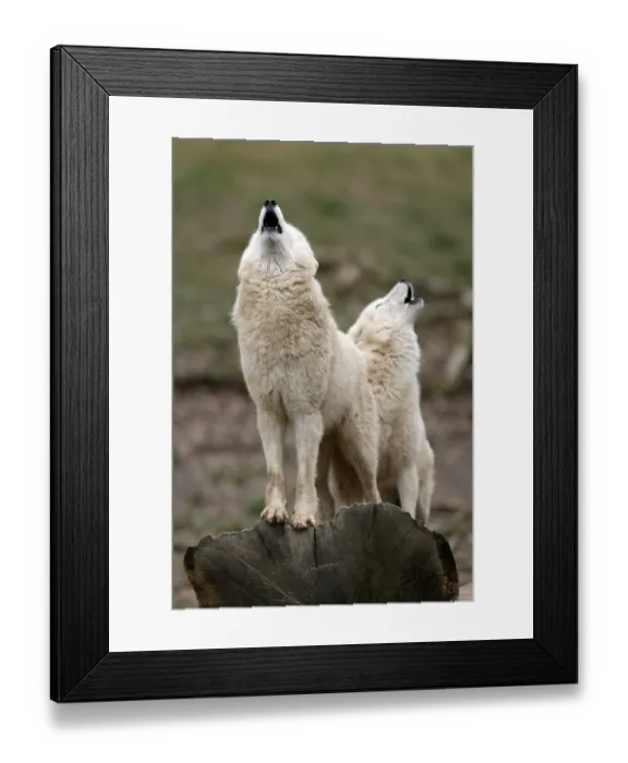 Framed Print : Arctic wolf (Canis lupus arctos) two wolves howling Framed Print : Arctic wolf (Canis lupus arctos) two wolves howling