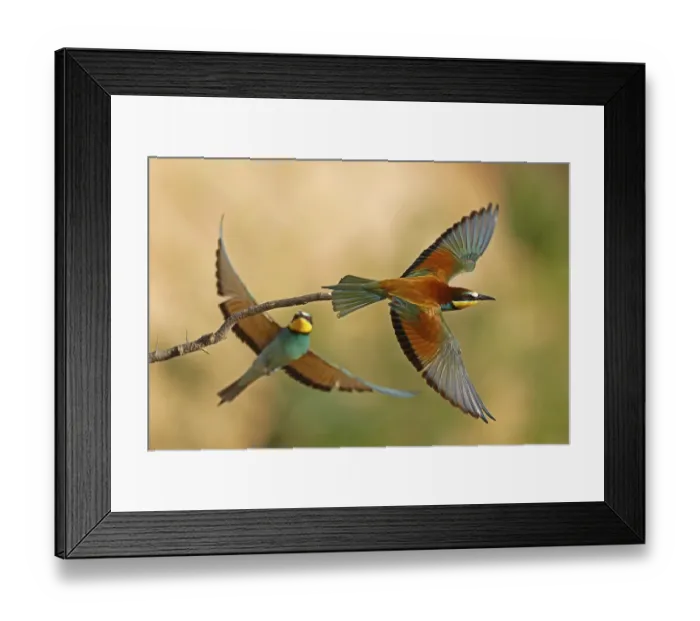 Framed Print : Bee-eater (Merops apiaster) in flight Framed Print : Bee-eater (Merops apiaster) in flight