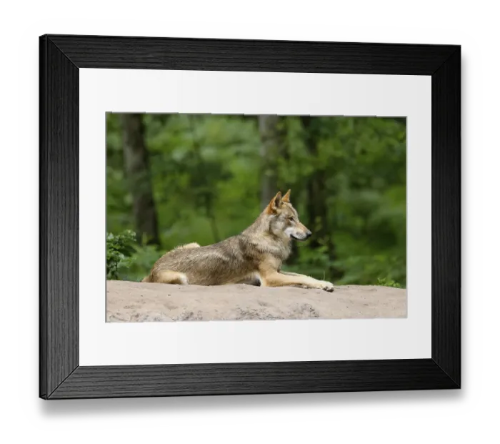 Framed Print : European gray wolf (Canis lupus) Framed Print : European gray wolf (Canis lupus)