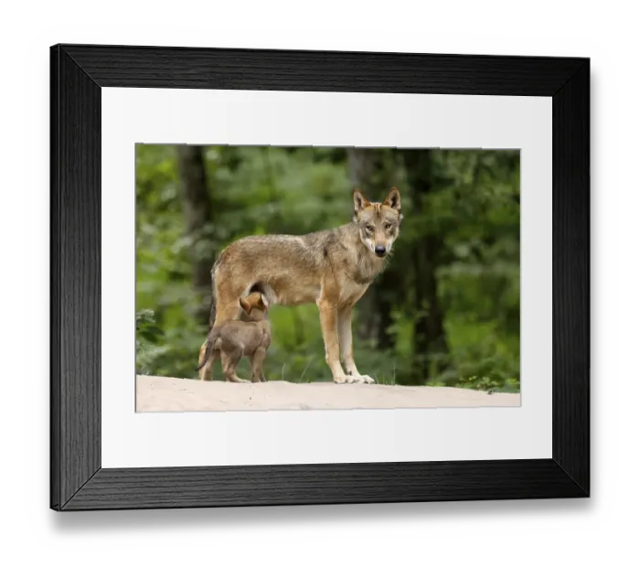 Framed Print : European gray wolf (Canis lupus)