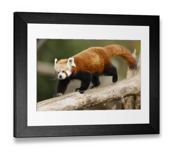 Framed Print : Red panda (Ailurus fulgens fulgens) on a tree trunk