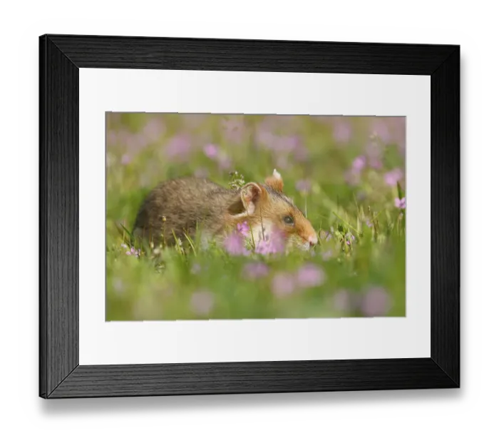 Framed Print : European hamster (Cricetus cricetus) in a meadow Framed Print : European hamster (Cricetus cricetus) in a meadow