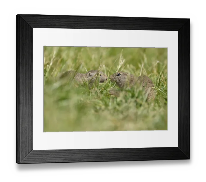 Framed Print : Gopher (Spermophilus citellus) in a meadow