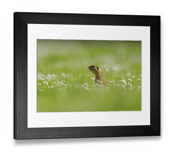 Framed Print : Gopher (Spermophilus citellus) in a flower meadow
