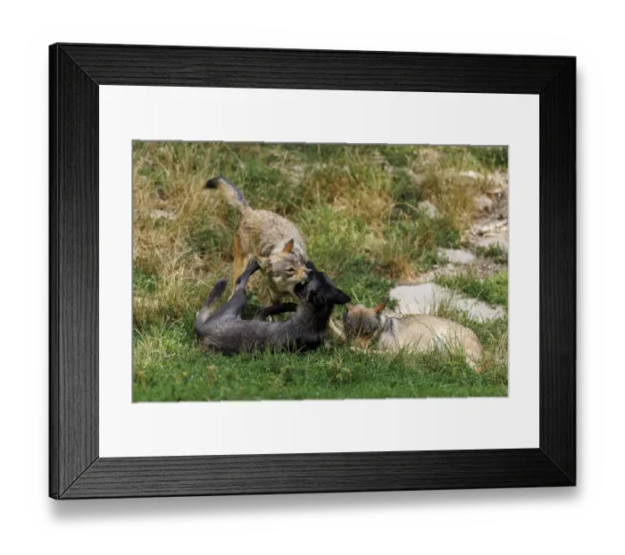 Framed Print : Algonquin wolf (Canis lupus lycaon)