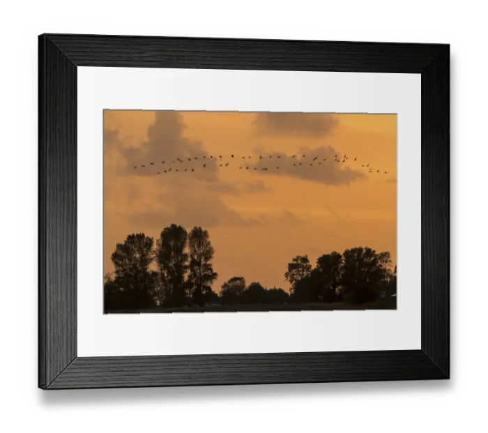 Framed Print : Crane (Grus grus) in flight at sunset Framed Print : Crane (Grus grus) in flight at sunset