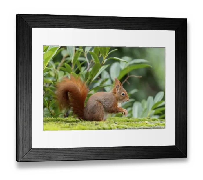 Framed Print : Eurasian red squirrel (Sciurus vulgaris) on a stone Framed Print : Eurasian red squirrel (Sciurus vulgaris) on a stone