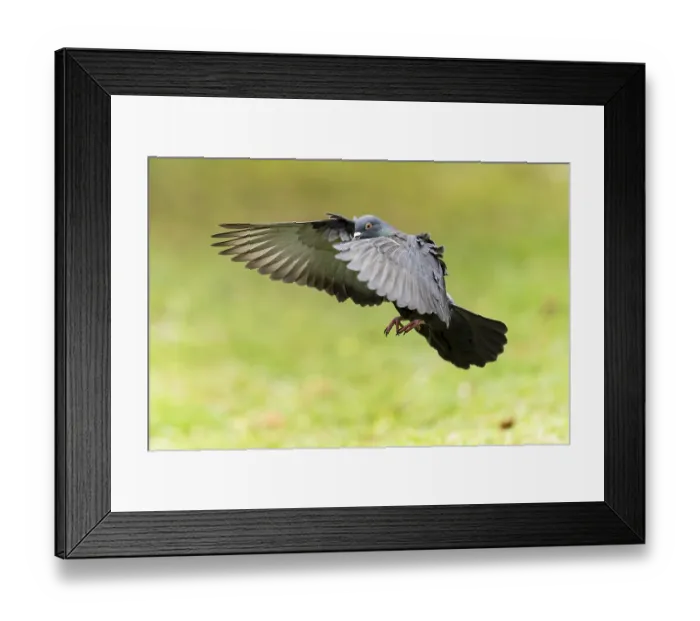Framed Print : City dove (Columba livia forma domestica) in flight Framed Print : City dove (Columba livia forma domestica) in flight