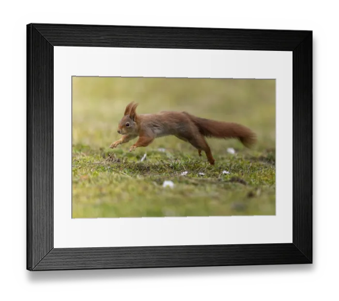 Framed Print : Eurasian red squirrel (Sciurus vulgaris) jumping in a meadow