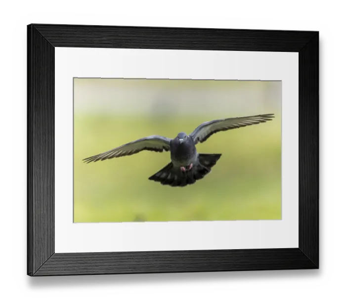 Framed Print : City dove (Columba livia forma domestica) in flight