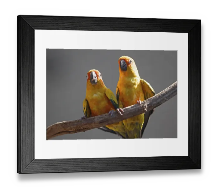 Framed Print : Sun conure (Aratinga solstitialis) Framed Print : Sun conure (Aratinga solstitialis)