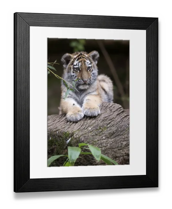 Framed Print : Relaxed tiger young resting on a tree trunk surrounded by leaves