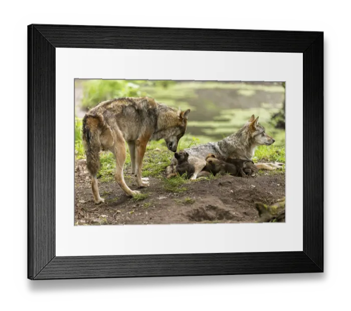 Framed Print : A mother wolf interacts tenderly with her pups in a forest next to water Framed Print : A mother wolf interacts tenderly with her pups in a forest next to water