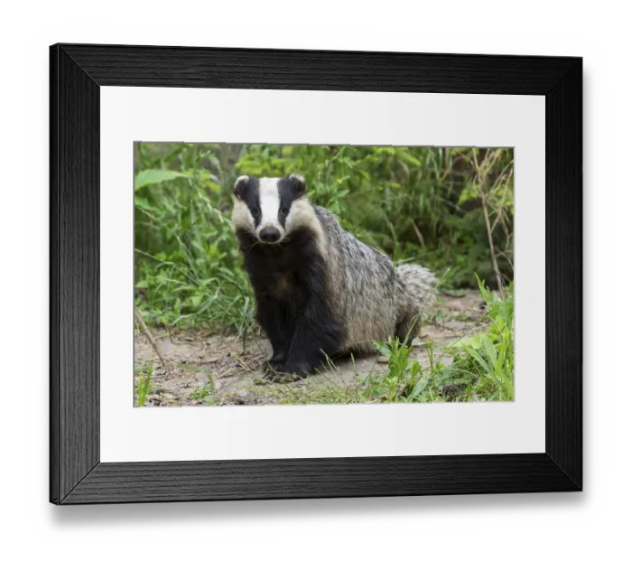 Framed Print : A badger sits relaxed on the ground in a green forest landscape