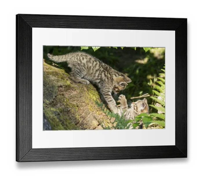 Framed Print : Two kittens playing on a tree stump surrounded by green plants