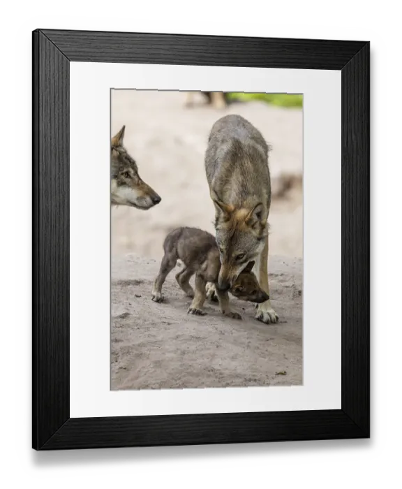 Framed Print : An adult wolf cares for a wolf pup in the forest Framed Print : An adult wolf cares for a wolf pup in the forest