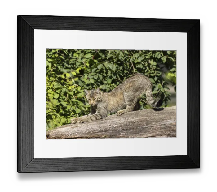 Framed Print : A wildcat stretching on a tree trunk in a green Framed Print : A wildcat stretching on a tree trunk in a green