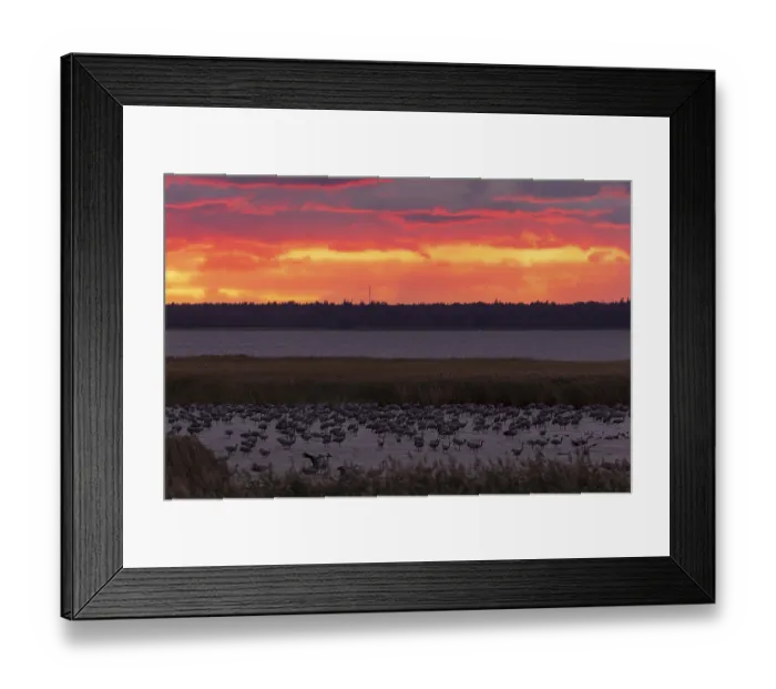 Framed Print : Birds resting on the water in the reeds while the sky glows intensely Framed Print : Birds resting on the water in the reeds while the sky glows intensely