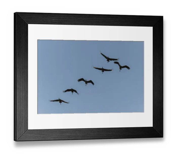 Framed Print : Six cranes flying in formation in the clear sky
