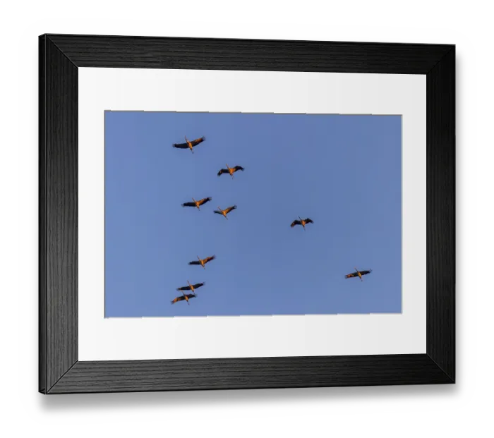 Framed Print : Several cranes in flight against a blue sky
