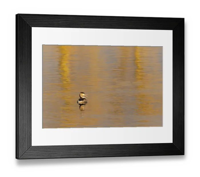 Framed Print : A great crested grebe in golden water at sunset Framed Print : A great crested grebe in golden water at sunset