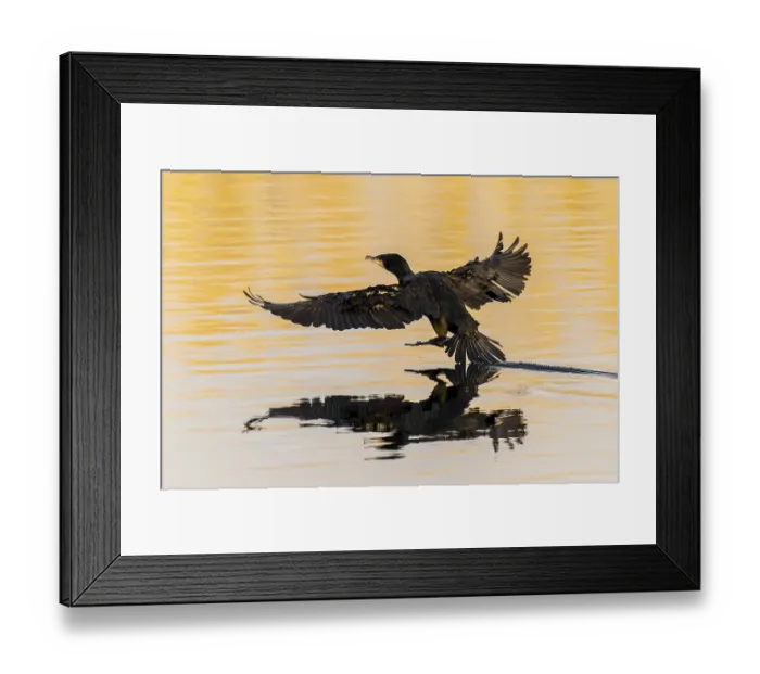 Framed Print : Bird landing on still water surface