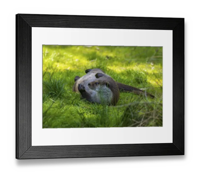 Framed Print : An otter lies playfully on a meadow in a green environment