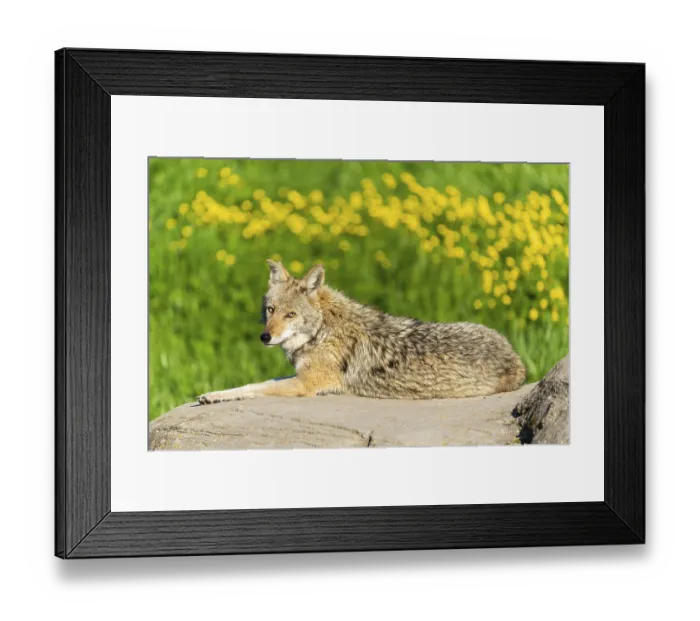Framed Print : A coyote lies on a rock while yellow flowers bloom in the background