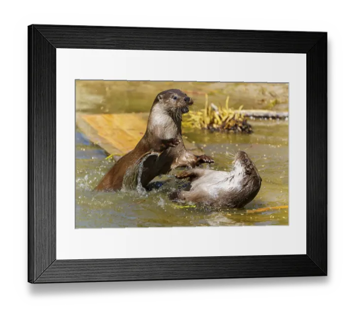 Framed Print : Two otters playing in the water Framed Print : Two otters playing in the water