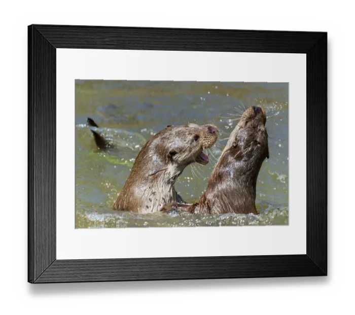 Framed Print : Two otters in intensive playful interaction in the water