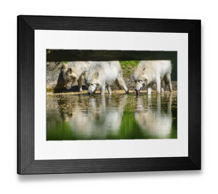Framed Print : Several wolves drinking at a calm body of water and reflecting in the water