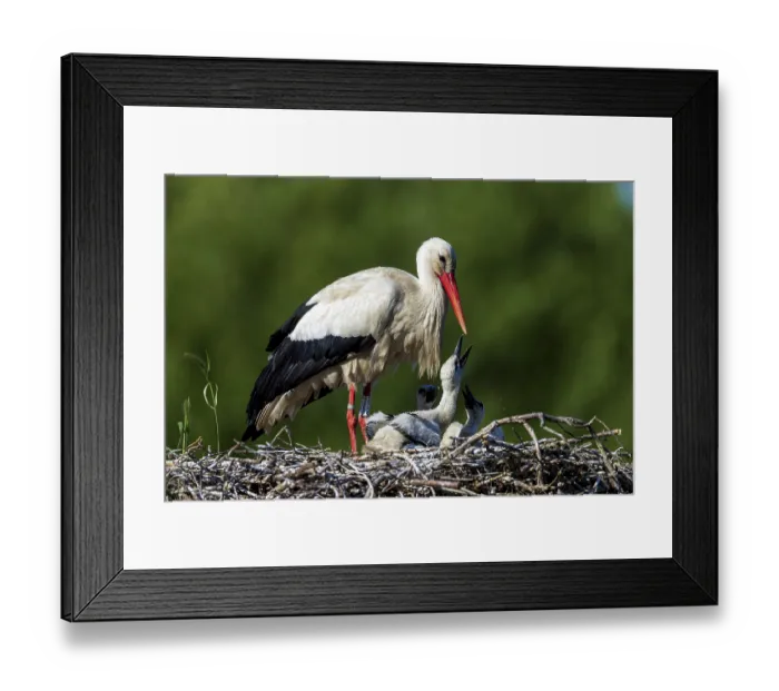 Framed Print : Stork bending gently over chicks in the nest