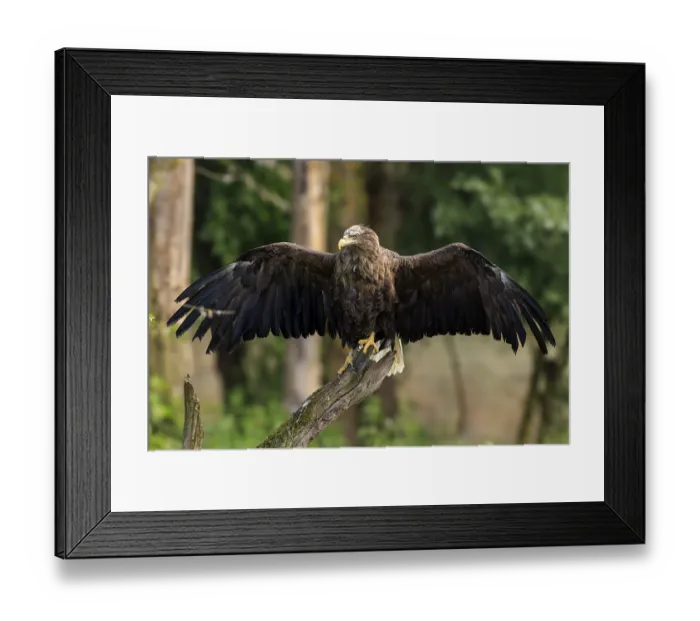 Framed Print : An eagle with open wings sitting gracefully on a branch