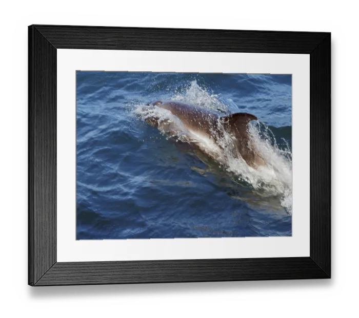 Framed Print : Dolphin in the Westfjords, Olafsvik