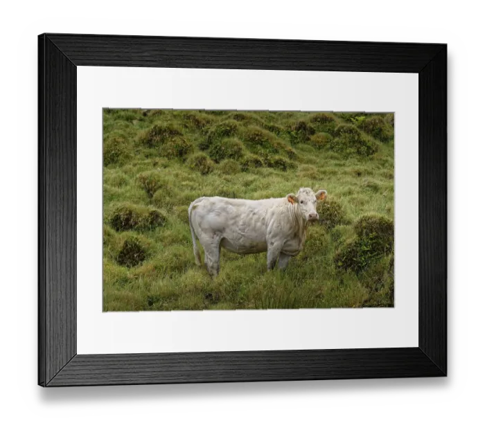 Framed Print : White cattle standing in the middle of a green grass landscape Framed Print : White cattle standing in the middle of a green grass landscape