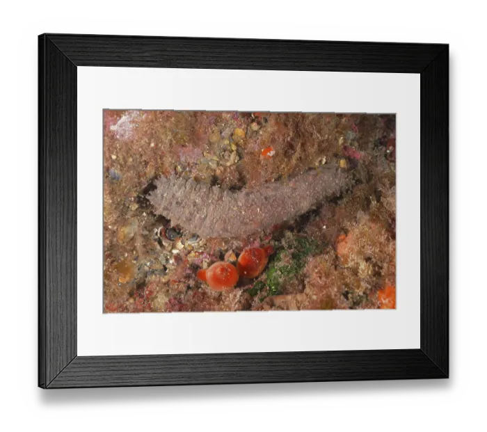 Framed Print : Cotton-spinner (Holothuria tubulosa)