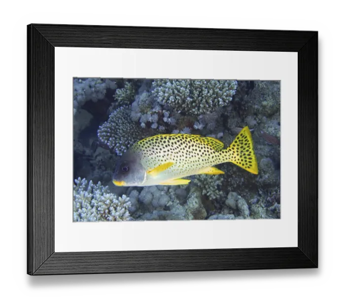 Framed Print : Blackspotted rubberlip (Plectorhinchus gaterinus)