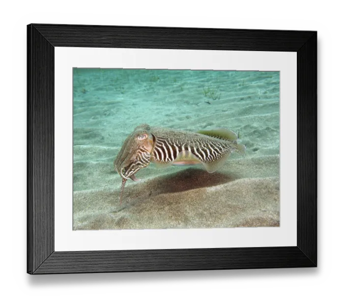 Framed Print : Common octopus (Sepia officinalis)