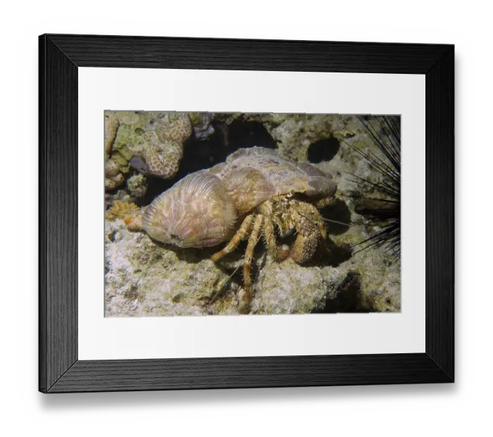 Framed Print : Anemone hermit crab (Dardanus tinctor)